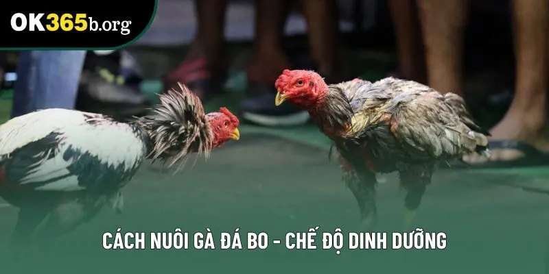 Cách nuôi gà đá bo - chế độ dinh dưỡng