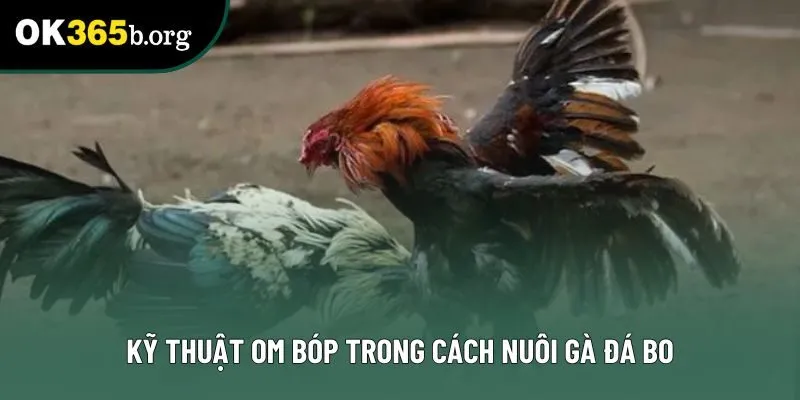 Kỹ thuật om bóp trong cách nuôi gà đá bo