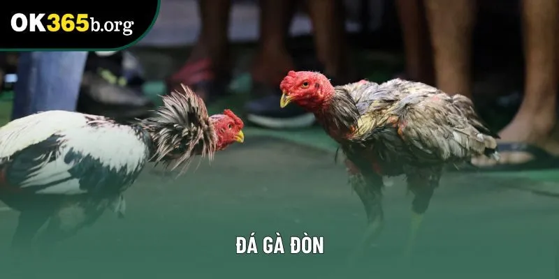 Đá Gà Đòn Là Gì Và Hướng Dẫn Tham Gia An Toàn Nhất