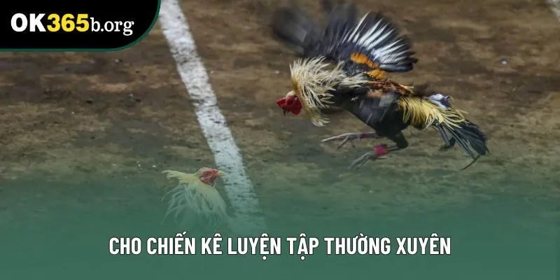Cho chiến kê luyện tập thường xuyên