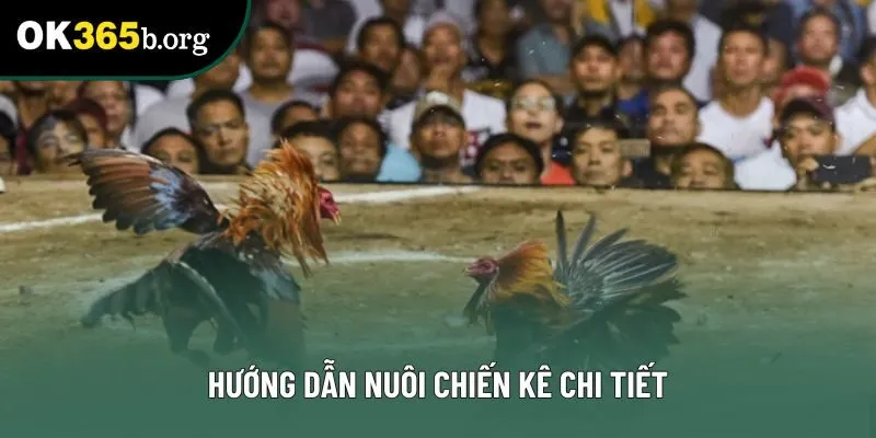 Hướng dẫn nuôi chiến kê chi tiết
