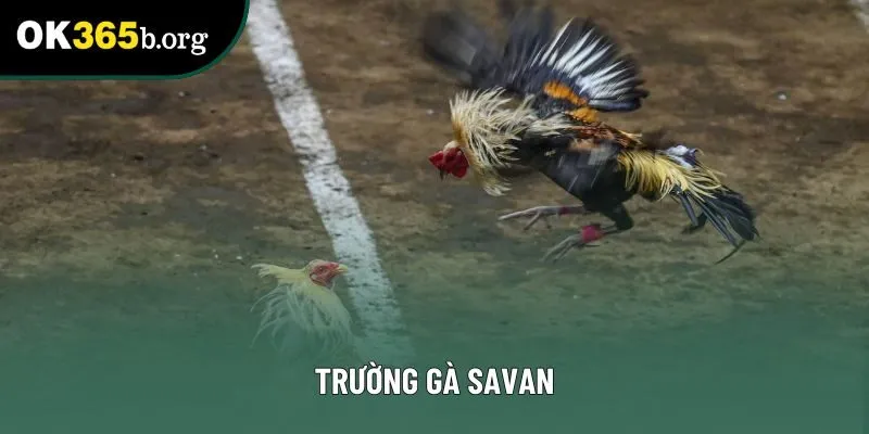 Trường Gà Savan Là Gì Và Vì Sao Lại Được Quan Tâm