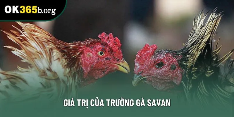 Giá trị của trường gà savan