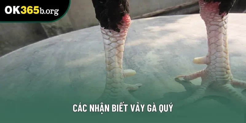 Các nhận biết vảy gà quý