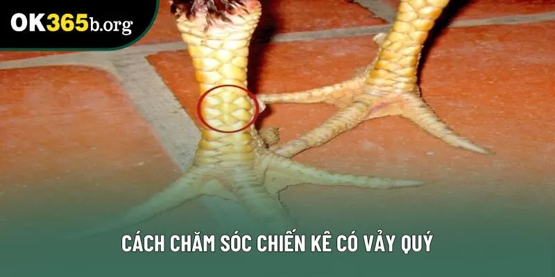 Cách chăm sóc chiến kê có vảy quý